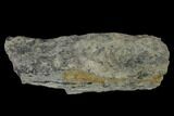 Fossil Lycopod Tree Root (Stigmaria) - Kentucky #158798-1